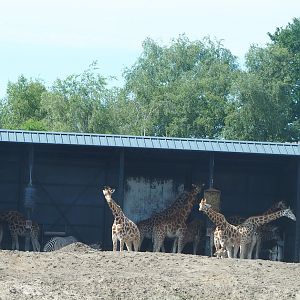 Giraffe plains shelter, 2022-06-12