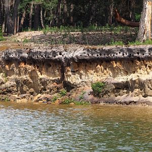 Sand martin nesting holes in the bank of the safari boat canal, 2022-06-12