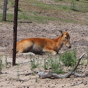 Père David's deer (Elaphurus davidianus) doe, 2022-06-12