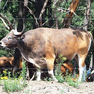 Javan banteng (Bos javanicus javanicus) bull, 2022-06-12