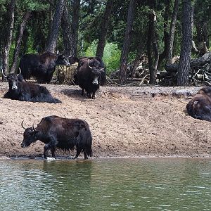 Domestic yaks (Bos grunniens) at the edge of the safari boat canal, 2022-06-12