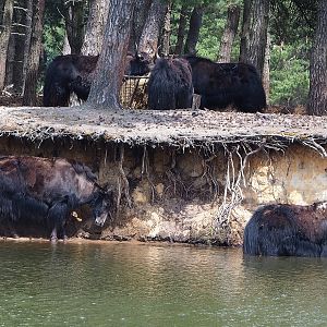 Domestic yaks (Bos grunniens) at the edge of the safari boat canal, 2022-06-12
