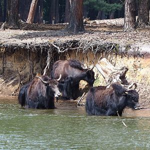 Domestic yaks (Bos grunniens) at the edge of the safari boat canal, 2022-06-12