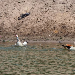 Feral Egyptian geese  (Alopochen aegyptiaca), 2022-06-12