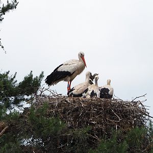 European white stork (Ciconia ciconia) nest, 2022-06-12
