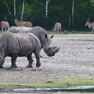 Southern white rhinoceroses (Ceratotherium simum simum) and Common eland (Taurotragus oryx), 2022-06-12