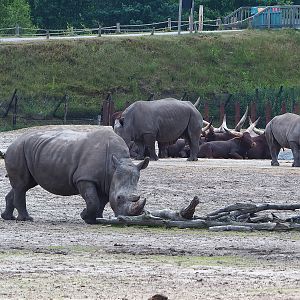 Southern white rhinoceroses (Ceratotherium simum simum) and Ankole-Watusi cattle (Bos taurus indicus), 2022-06-12