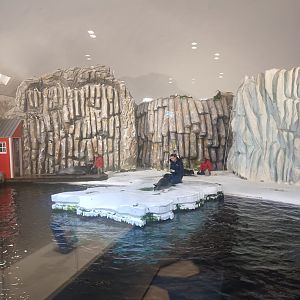 Ringed seal and bearded seal feeding/training