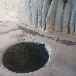 Ringed seal at fake ice hole