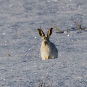 White-tailed Jackrabbit (Lepus townsendii)