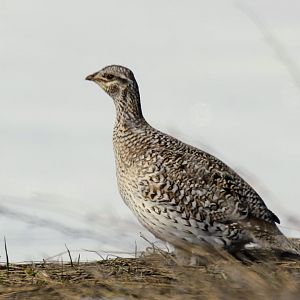 Columbian Sharp-tailed Grouse (Tympanuchus phasianellus columbianus)