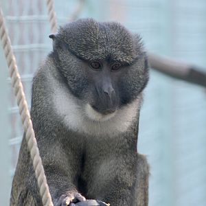 Allen's Swamp Monkey (Allenopithecus nigroviridis)