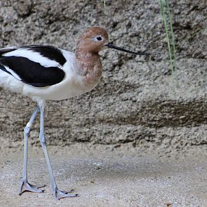 American Avocet (Recurvirostra americana)