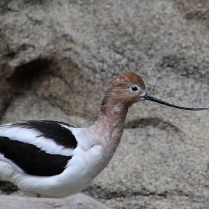 American Avocet (Recurvirostra americana)