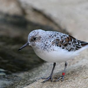 American Sanderling (Calidris alba rubida)