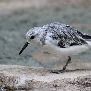 American Sanderling (Calidris alba rubida)