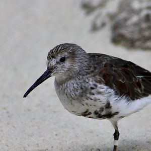 Eastern Dunlin (Calidris alpina hudsonia)