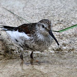 Eastern Dunlin (Calidris alpina hudsonia)