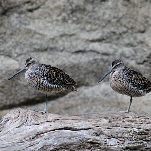Short-Billed Dowitcher (Limnodromus griseus griseus)