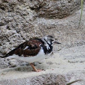 Ruddy Turnstone (Arenaria interpres)