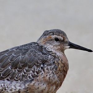 Rufa Red Knot (Calidris canutus rufa)
