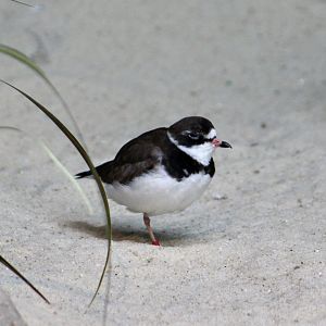 Semipalmated Plover (Charadrius semipalmatus)