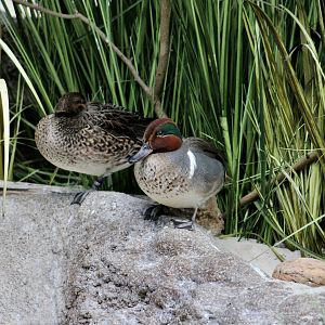 Green-Winged Teal (Anas carolinensis)