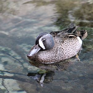 Blue-Winged Teal (Spatula discors)