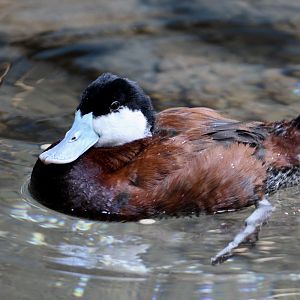 Ruddy Duck (Oxyura jamaicensis)