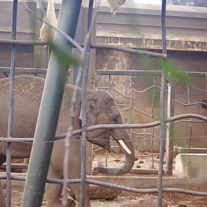 Anjan- 4 year old Asian Elephant youngster- Chester Zoo 4/4/2023