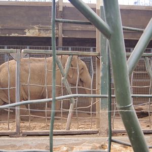 Maya- Asian Elephant- Chester Zoo 4/4/2023