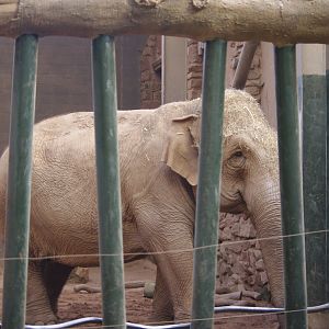 Maya- Asian Elephant- Chester Zoo 4/4/2023
