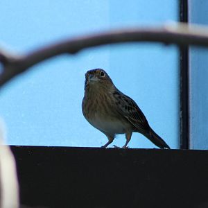 Grasshopper Sparrow (Ammodramus savannarum)