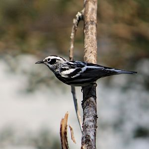 Black-and-White Warbler (Mniotilta varia)