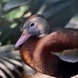 Northern Black-Bellied Whistling Duck (Dendrocygna autumnalis fulgens)