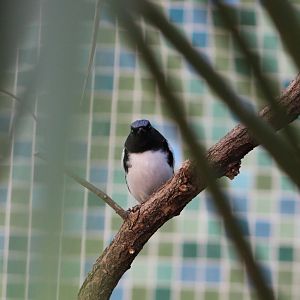 Black-Throated Blue Warbler (Setophaga caerulescens)