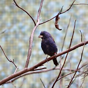 Blue Grosbeak (Passerina caerulea)