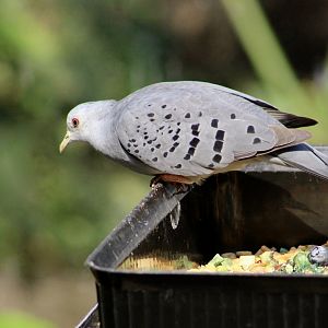 Blue Ground Dove (Claravis pretiosa)