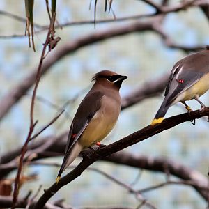 Cedar Waxwing (Bomycilla cedrorum)
