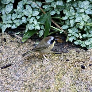 Common Yellowthroat (Geothlypis trichas)