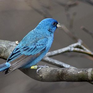 Indigo Bunting (Passerina cyanea)