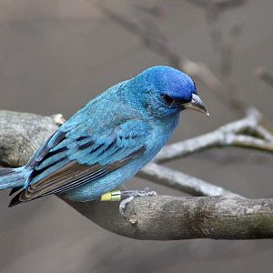 Indigo Bunting (Passerina cyanea)