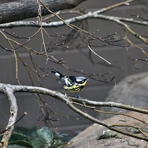 Magnolia Warbler (Setophaga magnolia)