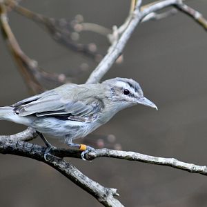 Red-Eyed Vireo (Vireo olivaceus)