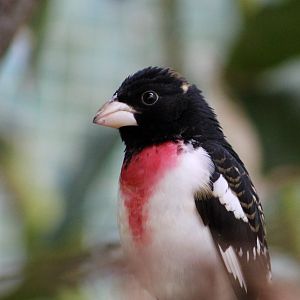 Rose-Breasted Grosbeak (Pheucticus ludovicianus)