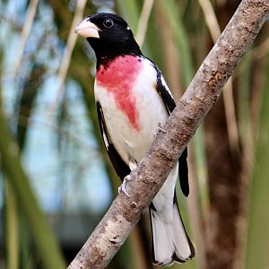 Rose-Breasted Grosbeak (Pheucticus ludovicianus)