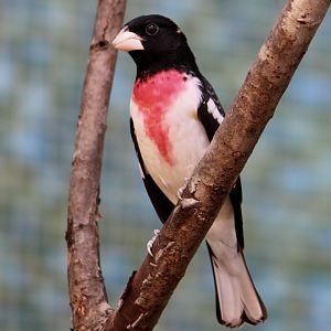 Rose-Breasted Grosbeak (Pheucticus ludovicianus)