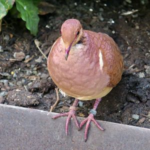 Ruddy Quail-Dove (Geotrygon montana)