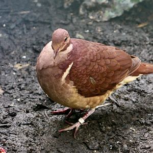 Ruddy Quail-Dove (Geotrygon montana)