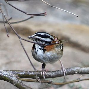 Rufous-Collared Sparrow (Zonotrichia capensis)